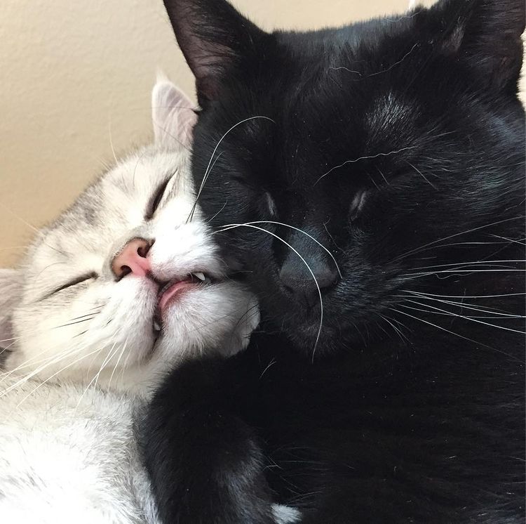 photo of a black and a white cat hugging