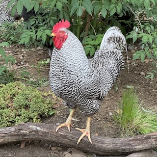 photo of a handsome Barred Rock rooster standing on a branch
